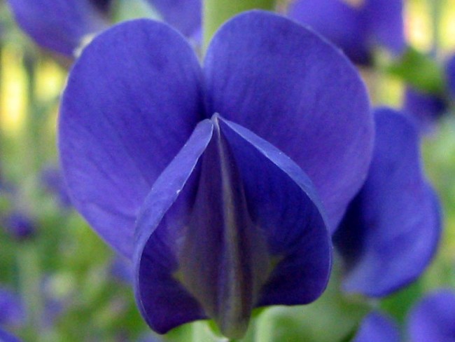 Indigo wild coupon code