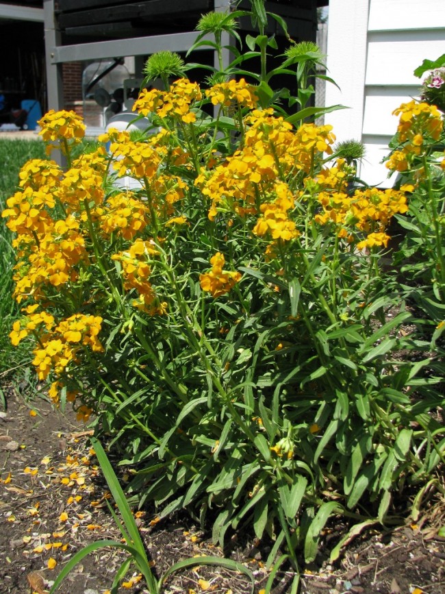 Siberian Wallflower Seeds Garden Hoard Hand Harvested Heirloom