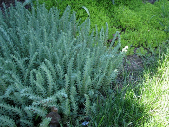 Blue Spruce Sedum 119