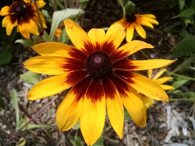 Black-Eyed Susan 'Autumn Colors' Seeds | Garden Hoard – Hand Harvested