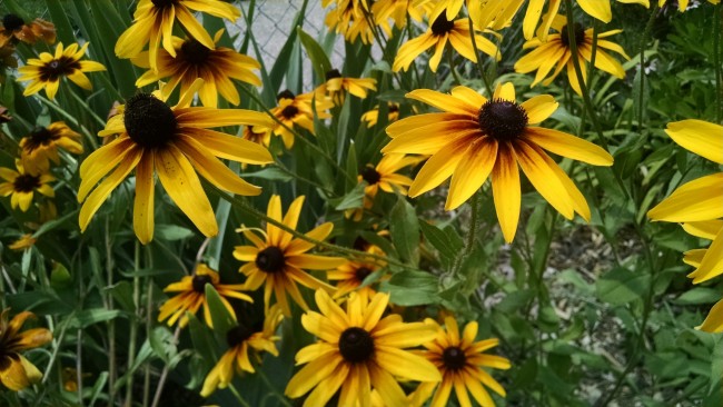 Black-Eyed Susan 'Autumn Colors' Seeds | Garden Hoard – Hand Harvested
