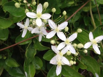 Clematis 'Sweet Autumn' 