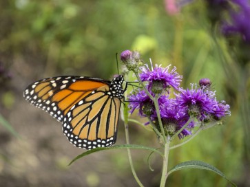 New York Ironweed