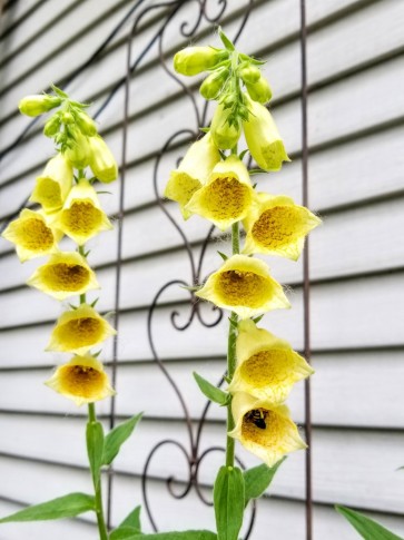 Small Yellow Foxglove