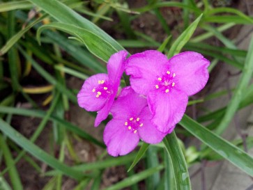 Spiderwort AKA Spider Lily, Pink Seeds (Certified Organic)