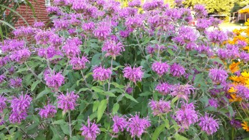 Bee Balm 'Marshall's Delight' 