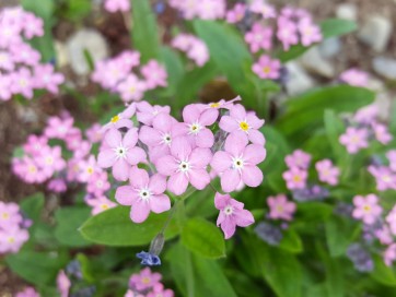 Pink Forget-Me-Not 