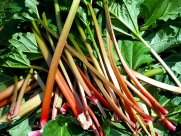 Rhubarb