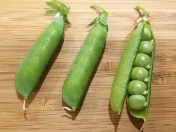 English Pea 'Wando'