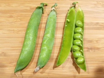 English Pea 'Green Arrow' 