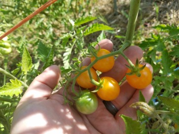 Tomato 'Small Gold Cherry'