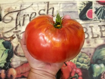 Tomato 'Pink Honey' AKA 'Rozovyi Myod' Plant