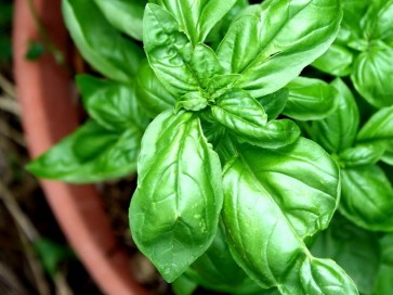 Dried Sweet Basil Harvested on our Farm, Certified Organic