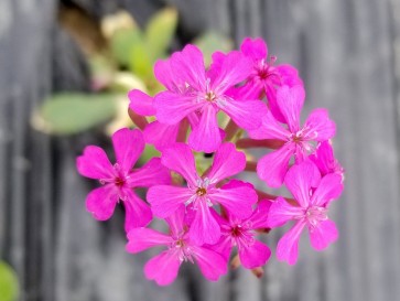 Catchfly/Cottage Pinks/Chimney Pinks Seeds (Certified Organic)