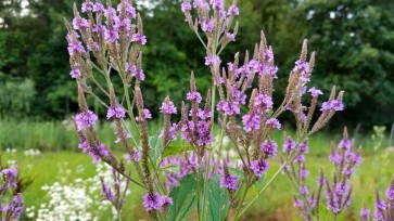 Blue Vervain