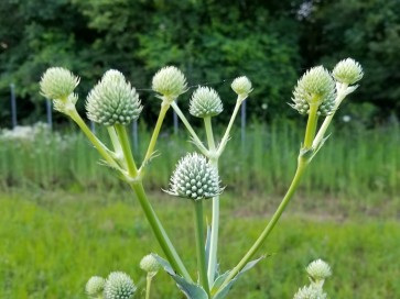 Rattlesnake Master 