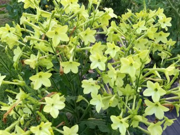 Flowering Tobacco, Lime Green and White Mix