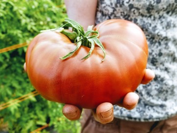 Tomato 'Brad's Black Heart Beefsteak Cross' Seeds (Certified Organic)