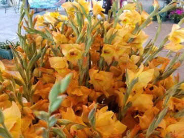 Gladiolus 'Boone' Cormels - Shipping 2025 Spring - Harvested on our Farm - USDA Certified Organic