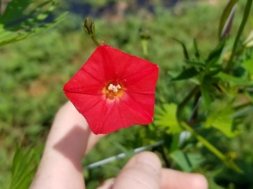 Morning Glory Cardinal Climber Vine