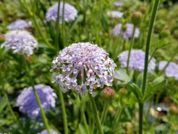 Blue Lace Flower 