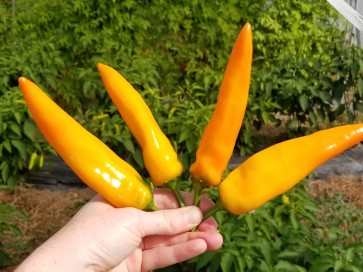 Sweet Pepper ‘Tequila Sunrise' Seeds (Certified Organic)