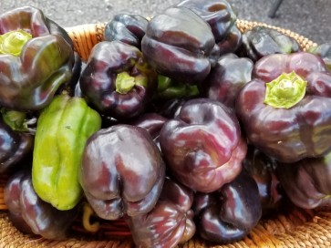 Bell Pepper 'Purple Beauty'