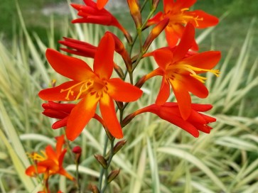 Crocosmia 'Lucifer' 