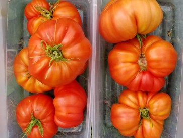 Tomato 'Sicilian Saucer' Plant