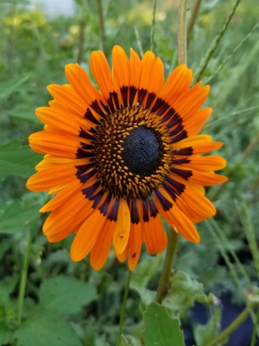 Cape Daisy AKA Monarch of the Veldt ‘Orange Prince’ 