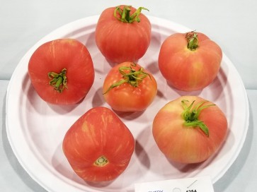 Tomato 'Pink Furry Boar' 