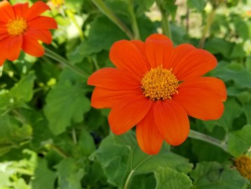 Mexican Sunflower 'Orange Torch' 