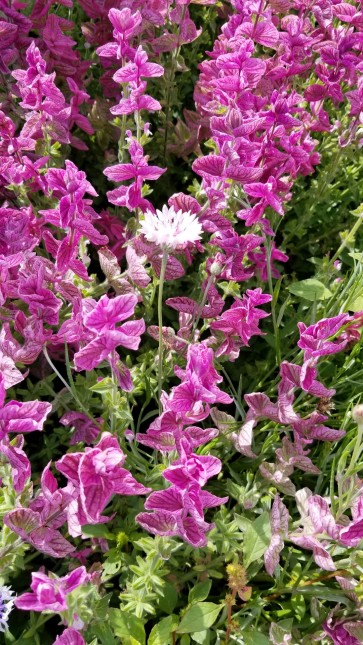 Salvia 'Marble Arch Rose' 