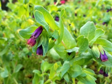 Honeywort AKA Blue Shrimp Plant AKA Blue Wax Flower