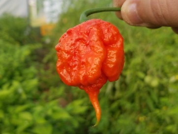 Hot Pepper ‘Carolina Reaper' 