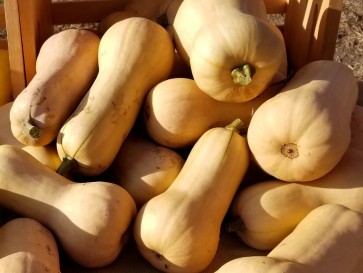 Winter Butternut Squash 'Waltham' Plants (4PK)