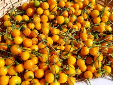 Dried Aji Charapita Pepper Pods Harvested on our Farm, Certified Organic