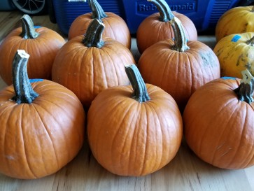 Pie Pumpkins