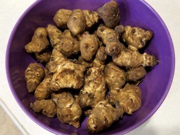 Jerusalem Artichoke AKA Sunchoke Tubers (Certified Organic) 