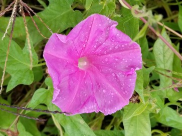 Japanese Morning Glory 'Candy Pink' 