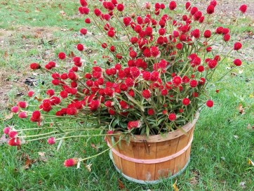 Globe Amaranth ‘Strawberry Fields’