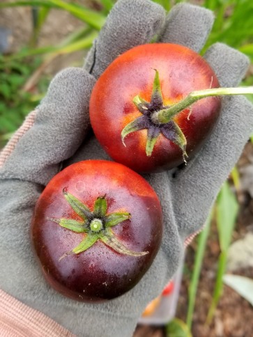 Tomato 'Indigo Apple'