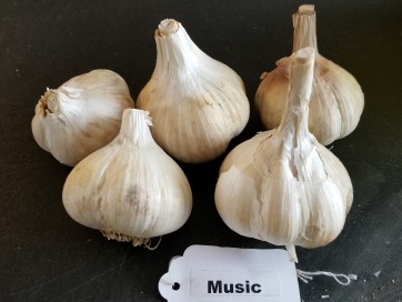 Certified Organic Music Culinary Garlic Harvested on our Farm - 4 oz. Bag (FARM PICK-UP)