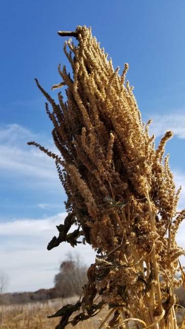 Amaranth 'Chinese Giant Orange' 