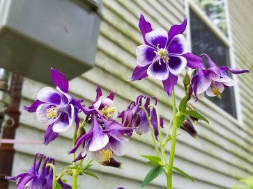 Purple and White Columbine 