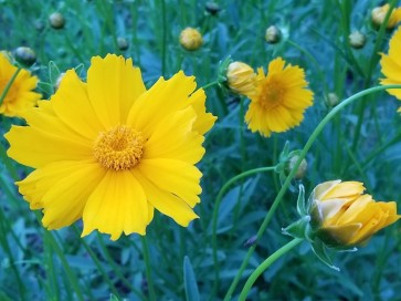 Lance-Leaved Coreopsis