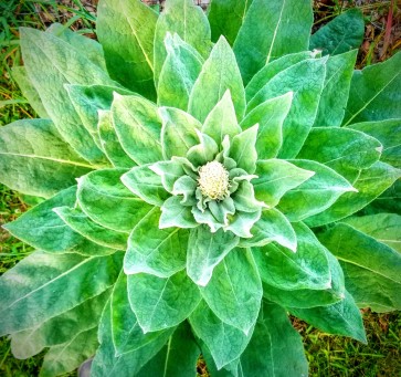 Common Mullein