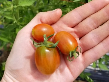 Tomato 'Cherry Roma Grape' 