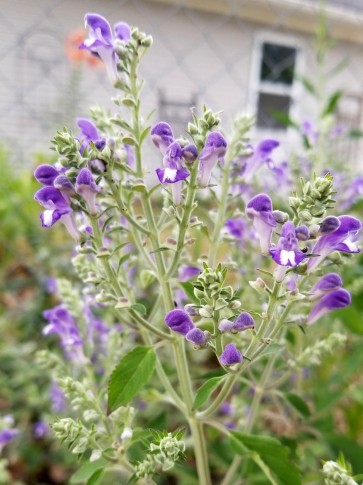 Hoary Skullcap AKA Downy Skullcap