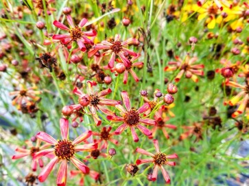 Plains Coreopsis ‘Quills and Thrills’ 
